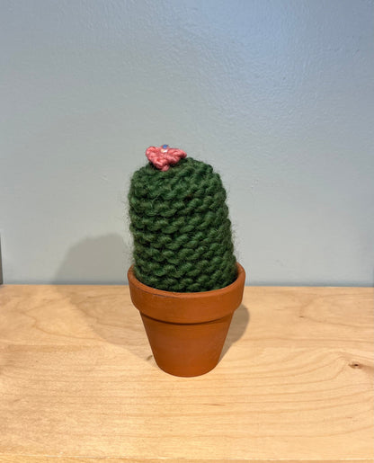 San Pedro Cactus