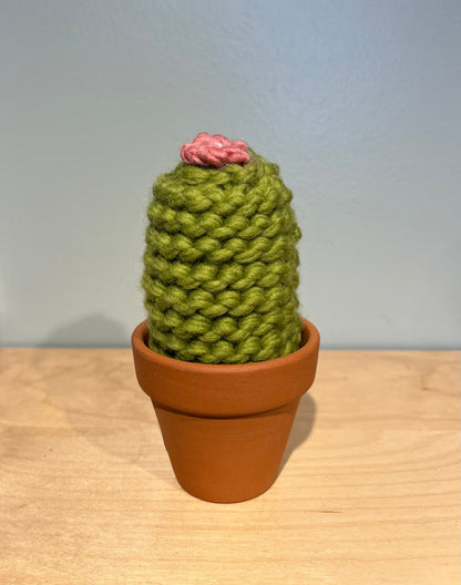 San Pedro Cactus