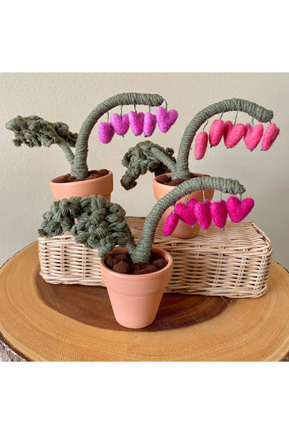 Bleeding Heart Plant